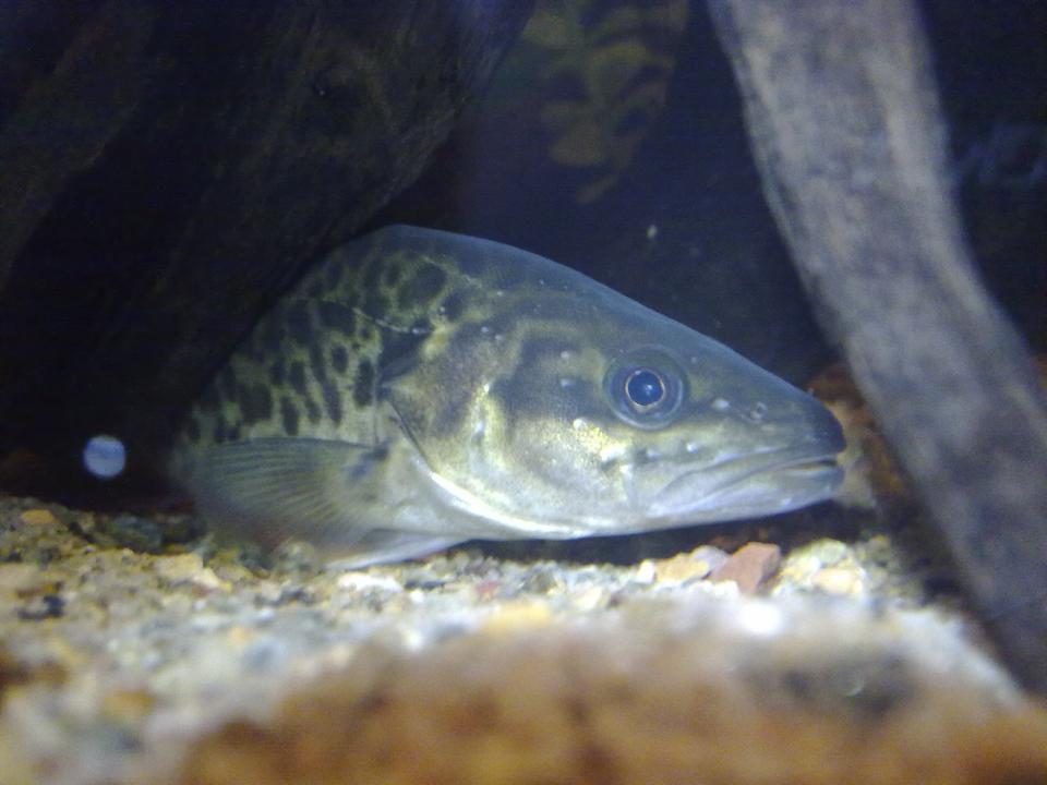 freshwater fish - maccullochella peelii - murray cod stocking in 90 gallons tank - My Champion Murray Cod
