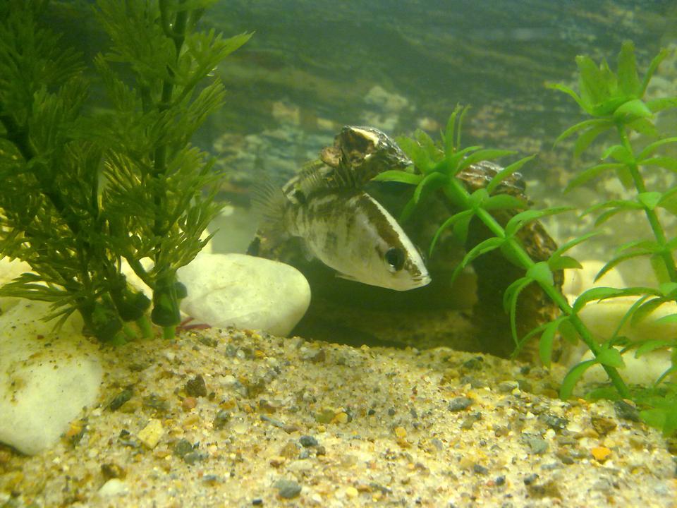 freshwater fish - lates calcarifer - barramundi stocking in 90 gallons tank - Barramundi