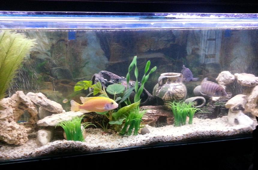 Rated #51: 44 Gallons Reef Tank - African Cichlid Mbuna Tank
4ft - 45 Gallon (168 Litres)