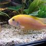 freshwater fish - pseudotropheus estherae - red zebra cichlid stocking in 44 gallons tank - Red Zebra