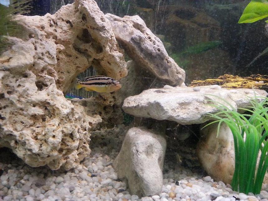 Rated #984: Freshwater Fish - Melanochromis Auratus - Auratus Cichlid Stocking In 44 Gallons Tank - M.Auratus (young)