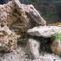 freshwater fish - melanochromis auratus - auratus cichlid stocking in 44 gallons tank - M.Auratus (young)