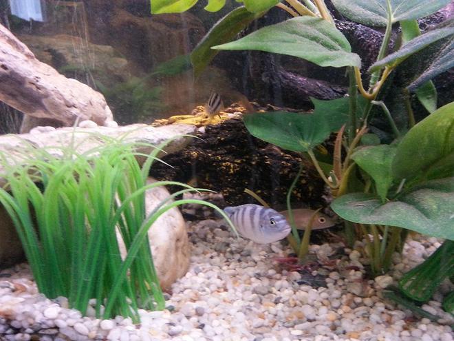 44 gallons reef tank (mostly live coral and fish) - Lombardoi (Kenyi) Female