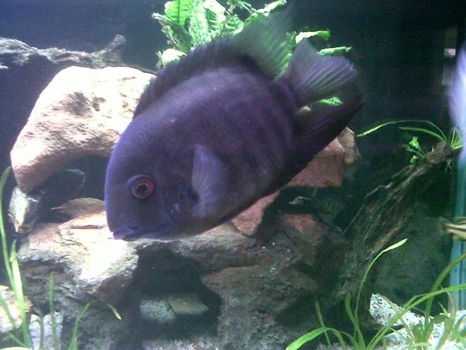 freshwater fish - heros serverus - green severum stocking in 200 gallons tank - green female severum