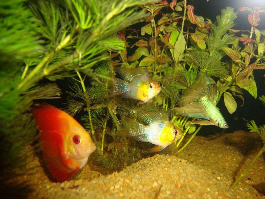 Rated #53: 130 Gallons Planted Tank - discus, ram, betta in a 6 ft planted tank closeup