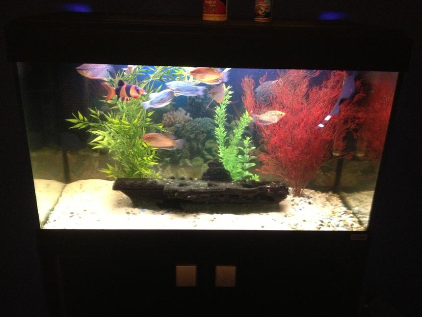 Rated #155: 27 Gallons Freshwater Fish Tank - My tank