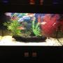 27 gallons freshwater fish tank (mostly fish and non-living decorations) - My tank