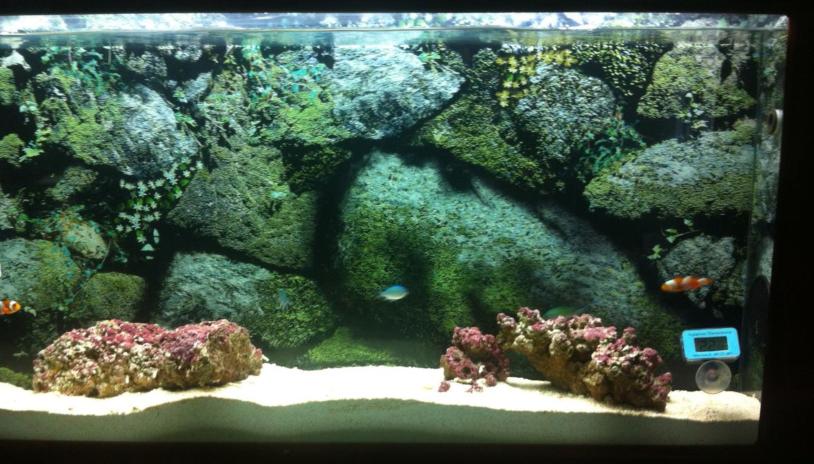 10 gallons saltwater fish tank (mostly fish, little/no live coral) - My 10g wall-mounted aquarium