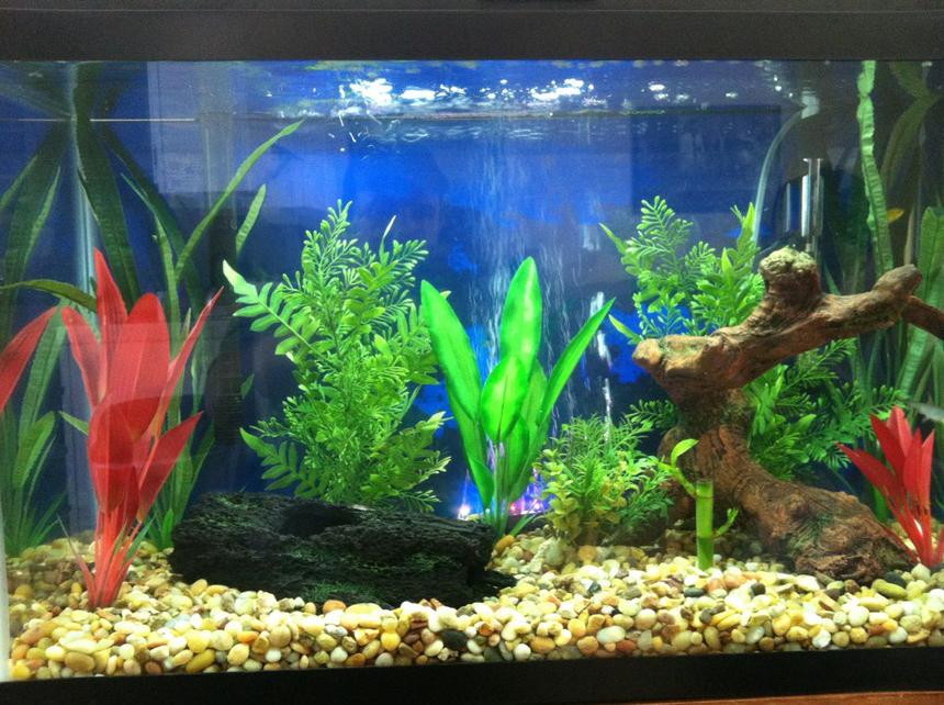 Rated #142: 29 Gallons Freshwater Fish Tank - Here it is