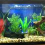 29 gallons freshwater fish tank (mostly fish and non-living decorations) - Here it is