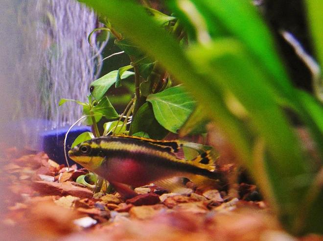 freshwater fish - pelvicachromis pulcher - kribensis cichlid stocking in 29 gallons tank - Female Kribensis
