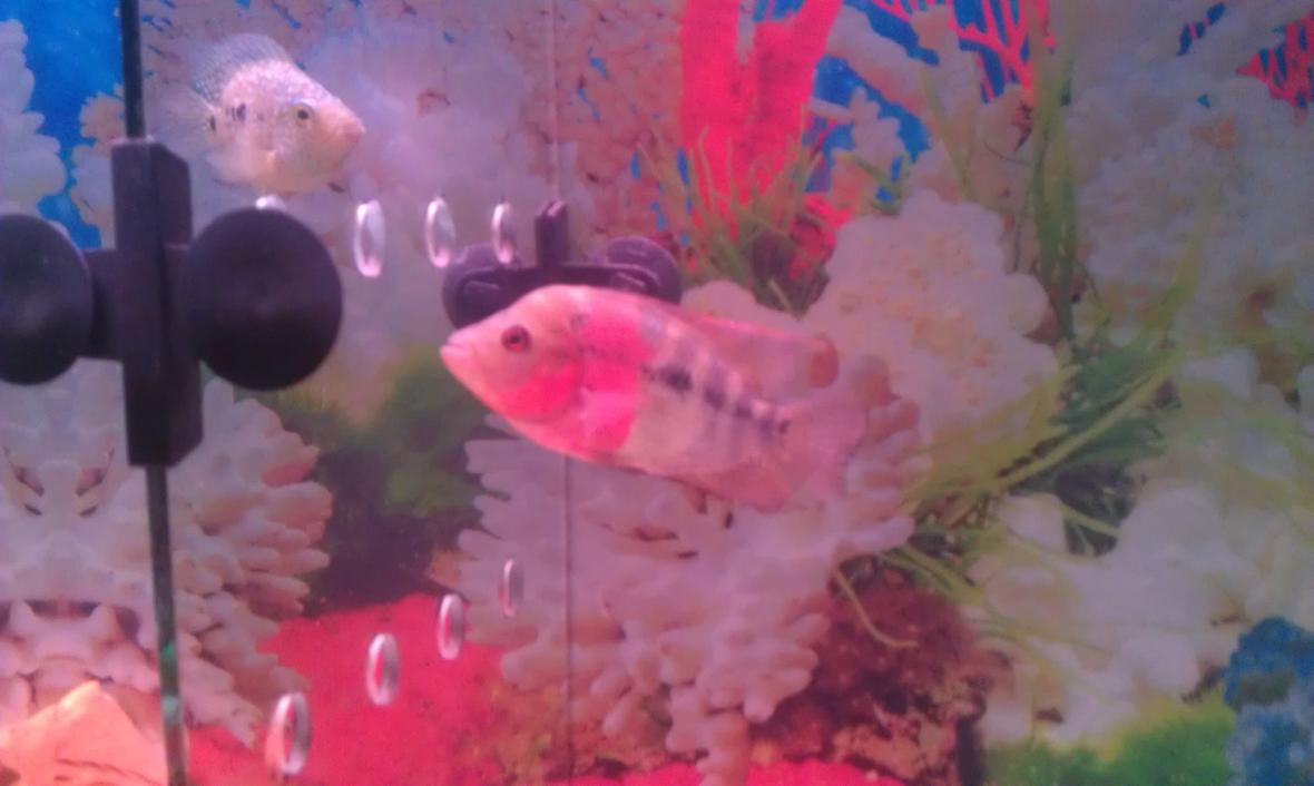 freshwater fish - cichlasoma sp. - red star flower horn cichlid stocking in 40 gallons tank