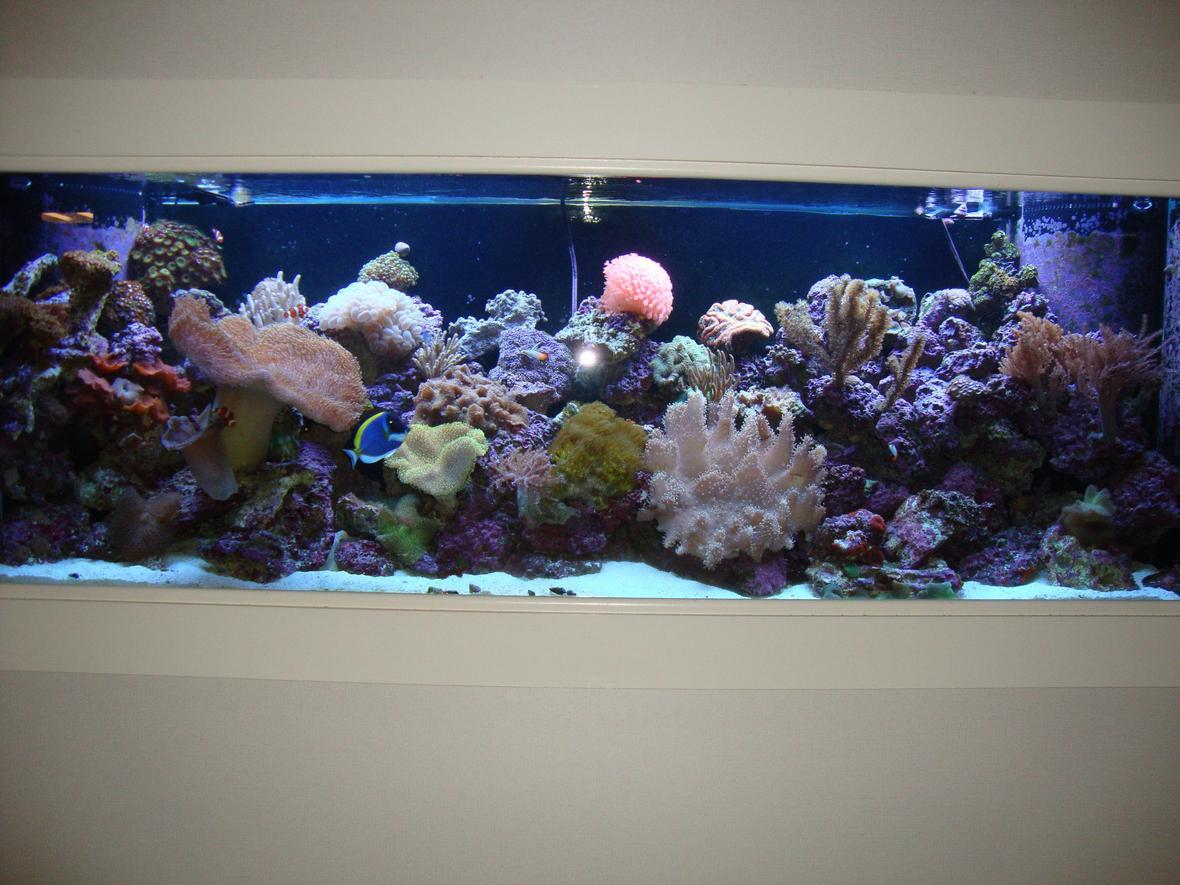 150 gallons reef tank (mostly live coral and fish) - New tank, only been setup for 7 months. All corals are aquaculture to reach show size before being placed. Thanks for looking
