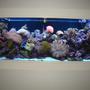 150 gallons reef tank (mostly live coral and fish) - New tank, only been setup for 7 months. All corals are aquaculture to reach show size before being placed. Thanks for looking