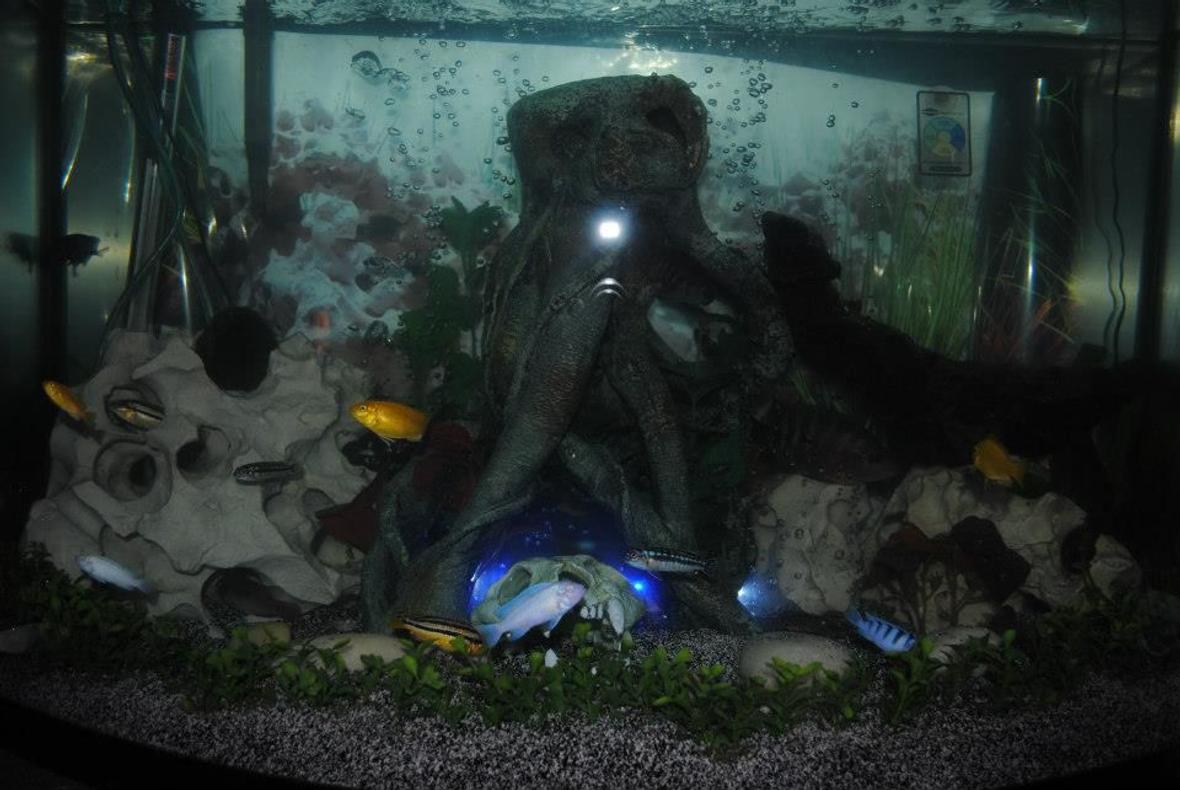 40 gallons freshwater fish tank (mostly fish and non-living decorations) - My cichlid tank