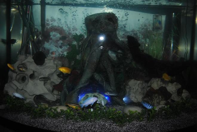 40 gallons freshwater fish tank (mostly fish and non-living decorations) - My cichlid tank
