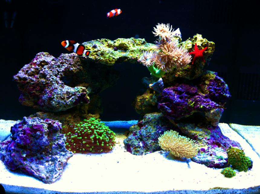 Rated #12: 29 Gallons Reef Tank - "The Cube" 4 months running!