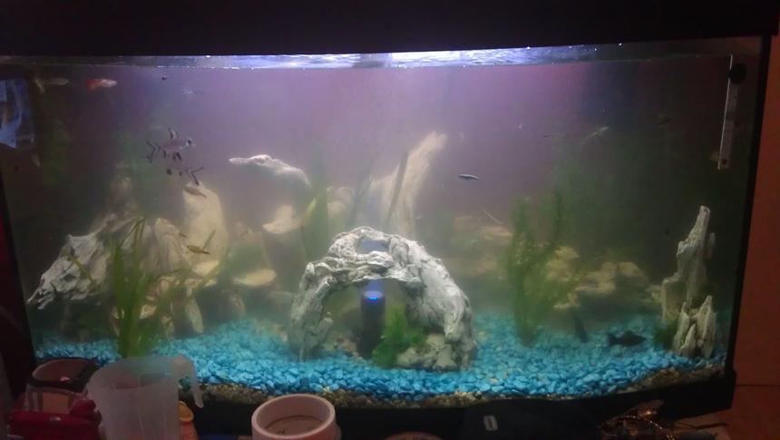 Rated #207: 150 Gallons Freshwater Fish Tank - My tank first set up bit cloudy..