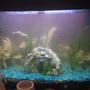 150 gallons freshwater fish tank (mostly fish and non-living decorations) - My tank first set up bit cloudy..
