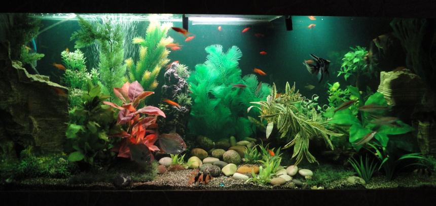 Rated #40: 100 Gallons Freshwater Fish Tank - 2nd setup in new home :)