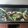 75 gallons freshwater fish tank (mostly fish and non-living decorations) - My 75 gallon freshwater cichlid tank.