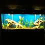 55 gallons freshwater fish tank (mostly fish and non-living decorations) - 55 Gallon Fresh