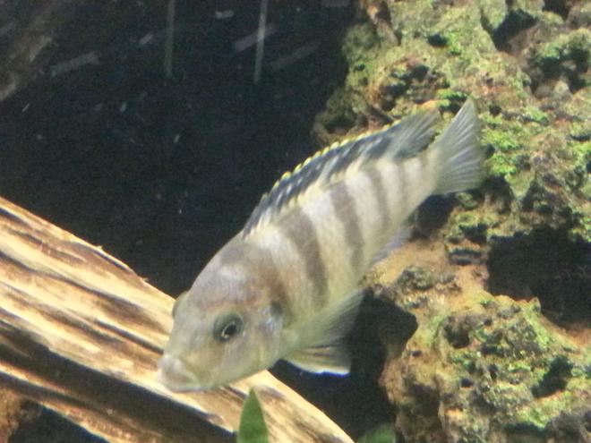 freshwater fish - metriaclima lombardoi - kenyi cichlid stocking in 75 gallons tank - Male kenyi changing color