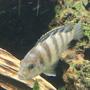 freshwater fish - metriaclima lombardoi - kenyi cichlid stocking in 75 gallons tank - Male kenyi changing color