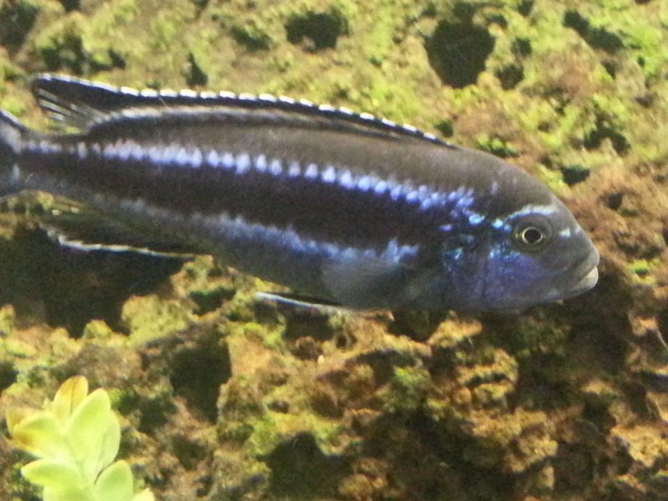 freshwater fish - melanochromis johannii - johanni cichlid stocking in 75 gallons tank - Love my johannis!