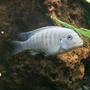 freshwater fish - metriaclima callainos - cobalt blue zebra cichlid stocking in 75 gallons tank - Cobalt Blue zebra