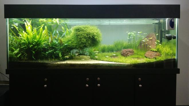 180 gallons planted tank (mostly live plants and fish) - My tank afer 8 months.