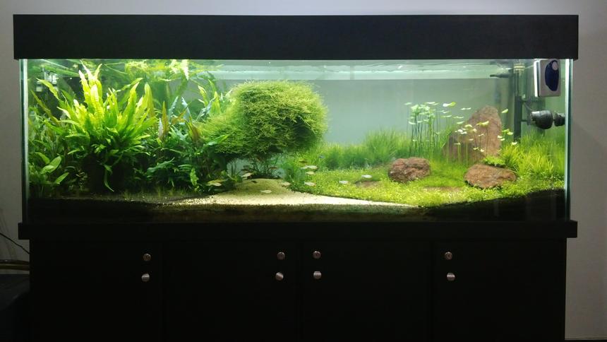 Rated #2: 180 Gallons Planted Tank - My tank afer 8 months.