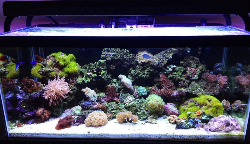 Rated #5: 45 Gallons Reef Tank - front shot of aquarium