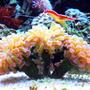 corals inverts - euphyllia parancora - hammer coral, branching stocking in 45 gallons tank - branching hammer