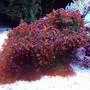 corals inverts - rhodactis sp. - lavender mushroom stocking in 45 gallons tank - lavender mushrooms