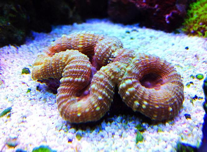 corals inverts - lobophyllia hemprichii - brain coral stocking in 45 gallons tank - multicolored lobo