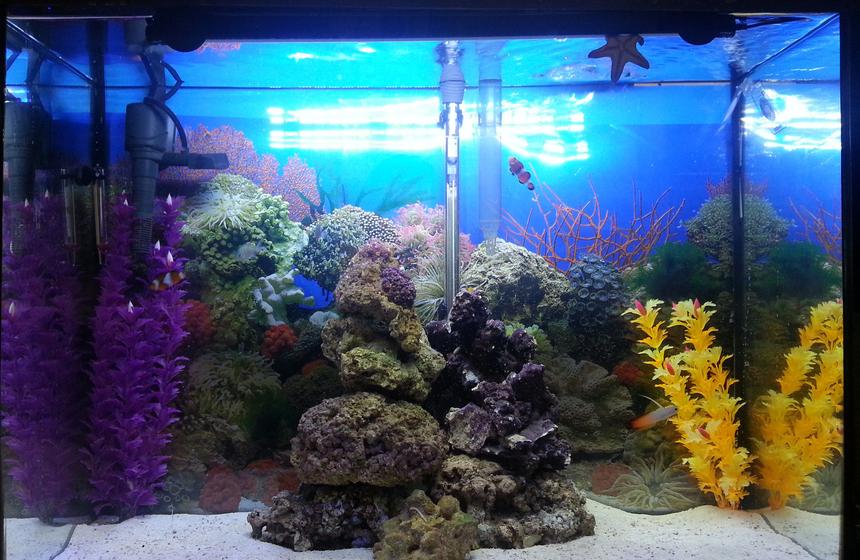 Rated #8: 37 Gallons Saltwater Fish Tank - Marineland 37 gal and stand
Marineland stock LED hood white/lunar light up to 30\"
Added Marineland 21\" Hidden LED light
Added Glofish 6\" Blue LED
Fluval 70 HOB filter (bio removed)
Marineland 400 powerhead

Fish: 2 clowns, 2 blue chromis, 1 firefish, 1 court jester goby, 1 yellow clown goby, 1 lawnmower blenny, 1 chocolate chip starfish, 1 sand sifting starfish, 1 skunk cleaner shrimp

16 lb live rock and 20 lb live sand

30\"Wx22\"Hx12\"D