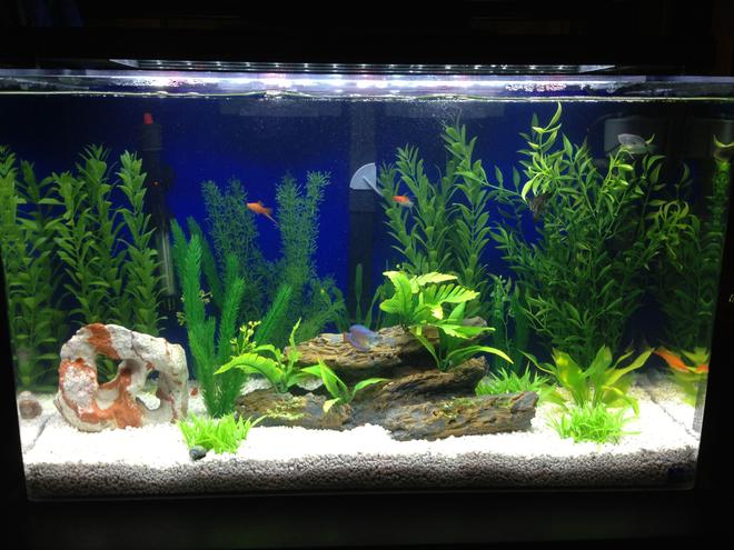 29 gallons freshwater fish tank (mostly fish and non-living decorations) - seaclear 29 gallon
