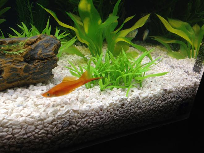 freshwater fish - xiphophorus helleri - swordtail stocking in 29 gallons tank - swordtail