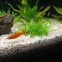 freshwater fish - xiphophorus helleri - swordtail stocking in 29 gallons tank - swordtail