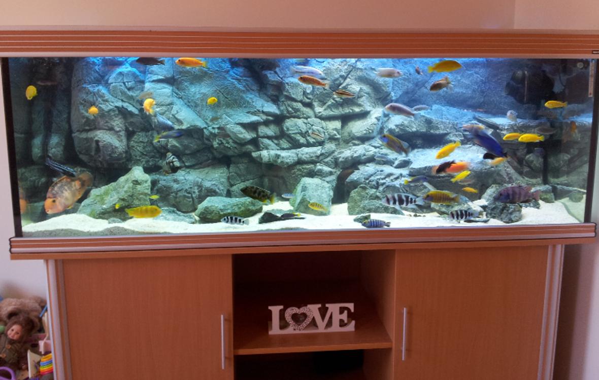125 gallons freshwater fish tank (mostly fish and non-living decorations) - 600 litre African Cichlid tank with Pangea background