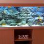 125 gallons freshwater fish tank (mostly fish and non-living decorations) - 600 litre African Cichlid tank with Pangea background