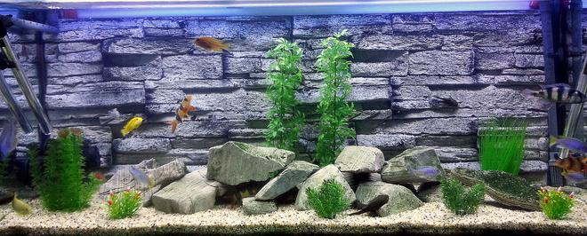 55 gallons freshwater fish tank (mostly fish and non-living decorations) - My Cichlid Tank.