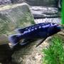 freshwater fish - melanochromis johannii - johanni cichlid stocking in 55 gallons tank - Johanni Cichlid