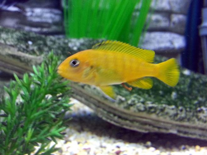 freshwater fish - pseudotropheus estherae - red zebra cichlid stocking in 55 gallons tank - Red Zebra (Very Young)