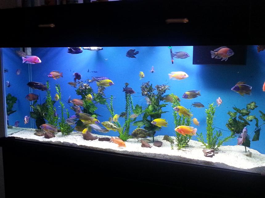 Rated #73: 150 Gallons Freshwater Fish Tank - My 150 gallon all male Peacock/Hap tank