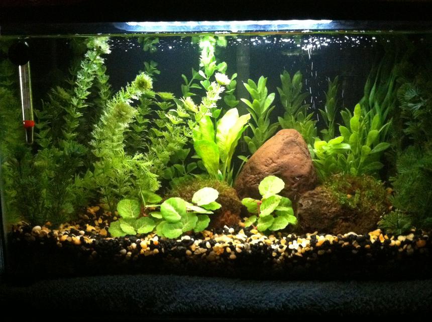 Rated #39: 10 Gallons Planted Tank - My 10 gallon