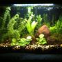 10 gallons planted tank (mostly live plants and fish) - My 10 gallon