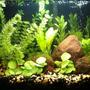 10 gallons freshwater fish tank (mostly fish and non-living decorations) - 10 Gallon
