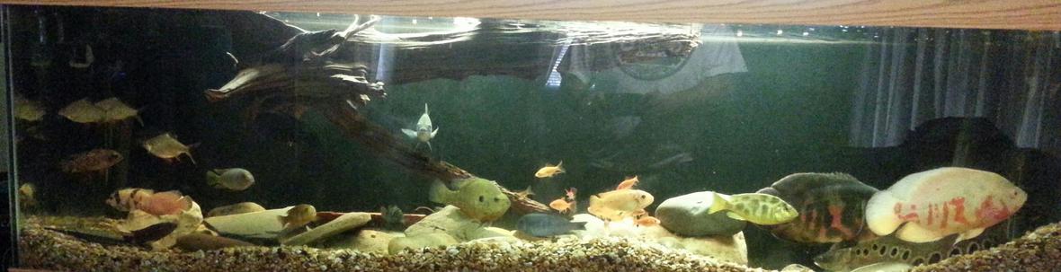 125 gallons freshwater fish tank (mostly fish and non-living decorations) - 125g tank Non traditional stock. Crappie. Oscars. Comets. Gar. Angels. African cichlids. Clown knife. Parrots. Tin foils